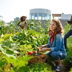 Beginner’s Guide to Vertical Gardening for Urban Dwellers