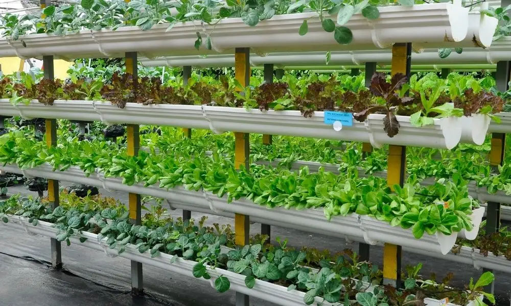 Vertical Hydroponic Garden: Bringing Sustainable Urban Farming to Your Kitchen